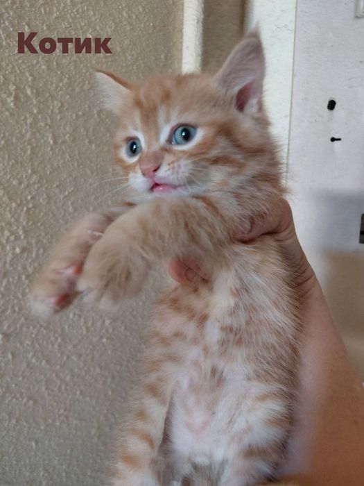 Котята,котята,котята