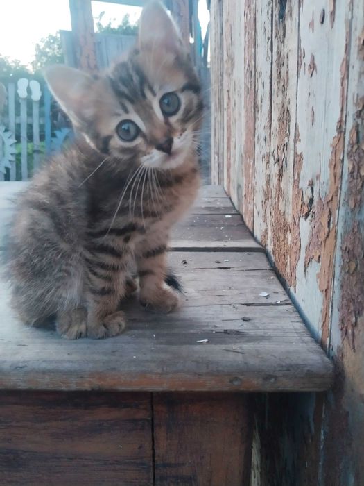 Отдам котят бесплатно, привезём сами