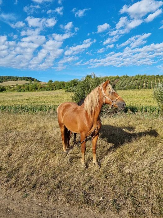 Vând 2 mânze si un mânz