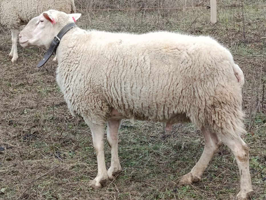 Vând oi tinere bune de lapte