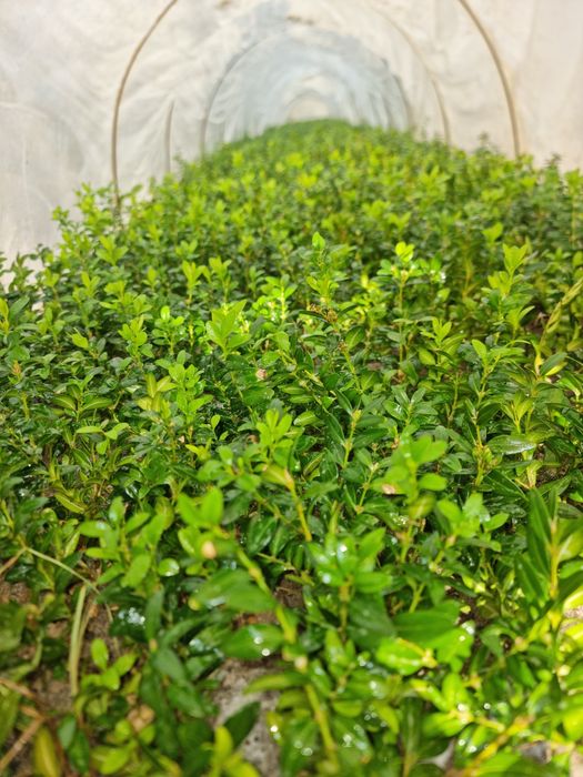 Sifatli Qushtli shamshodlar sensasi