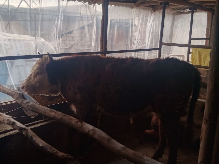 Boqma paroda buqalar smental va grendort narxini telefonda belgilanadi