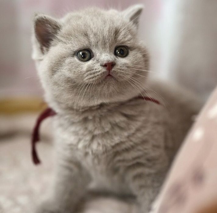 Британские Котята Алматы