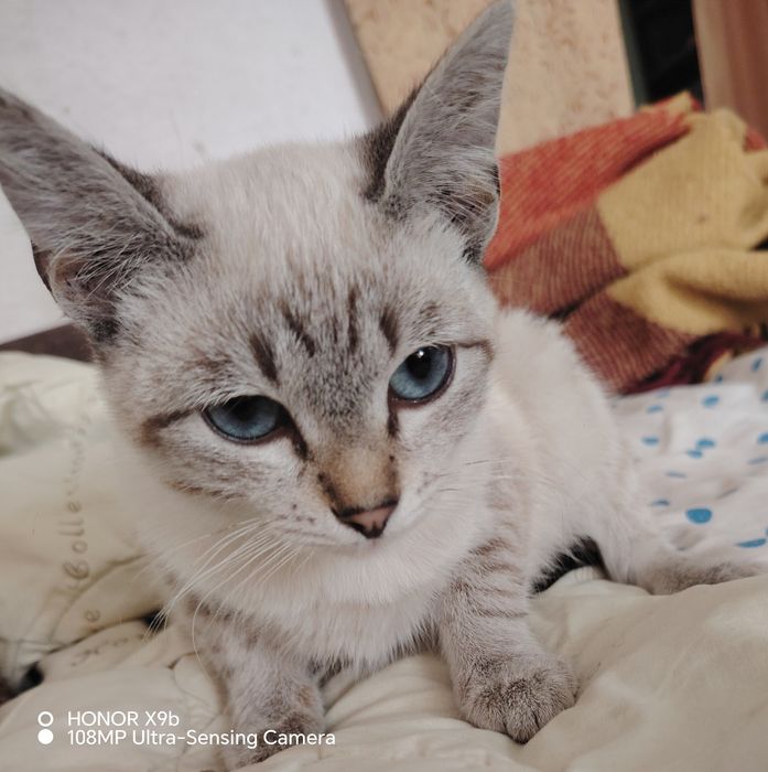 Котик на пристройку