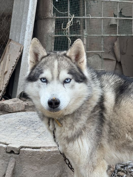 Срочно продаётся Хаски