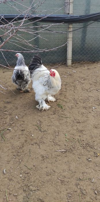 Păsări Brahma de vânzare