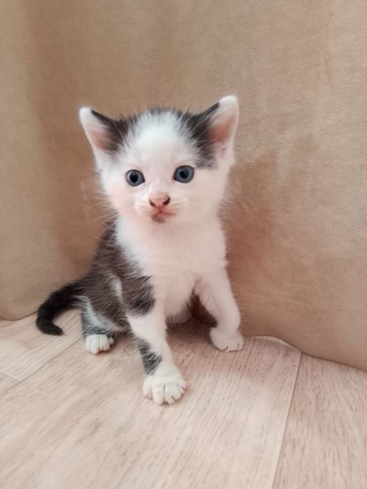 Котёнок девочка домашняя бесплатно
