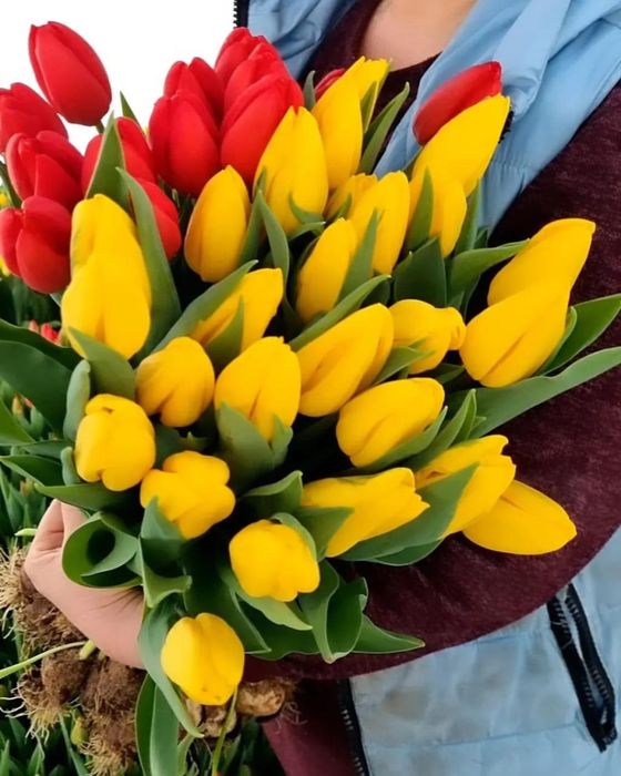 Тюльпаны оптом и в розницу