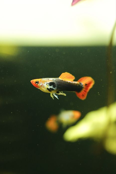 Guppy ret. Tuxedo Red koi Linie