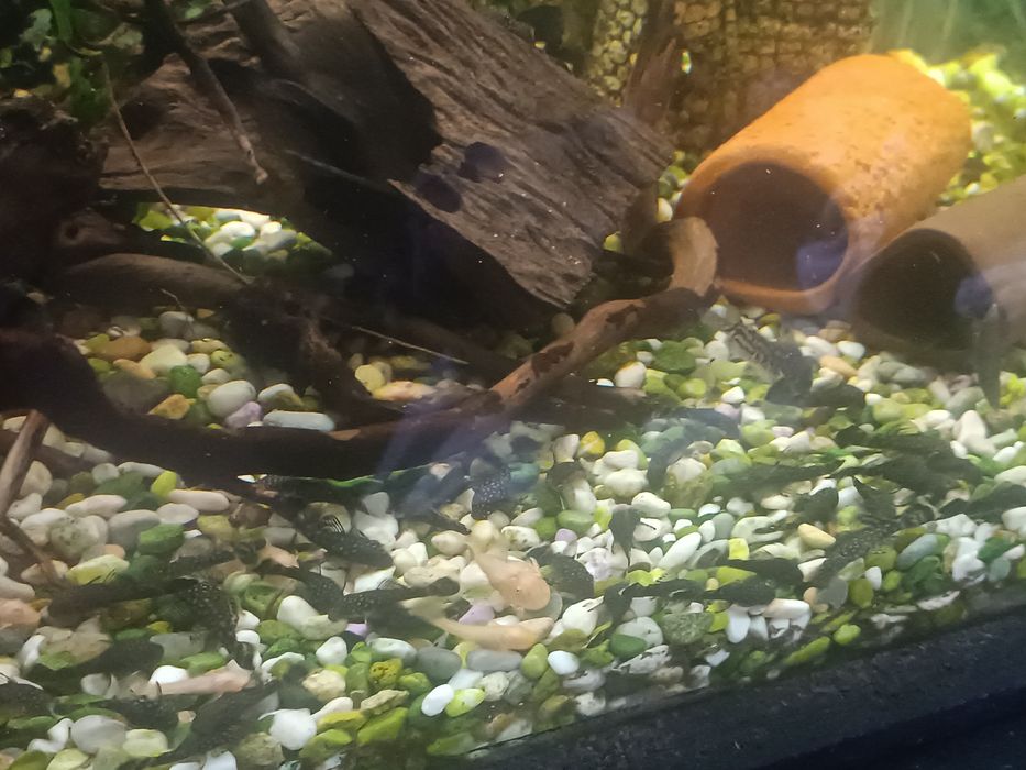 Сомчета Анциструс