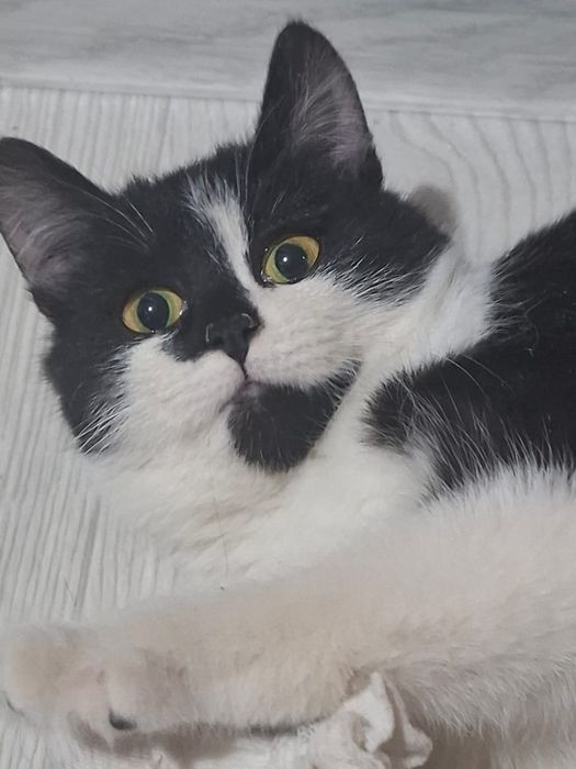 Котёнок девочка 4 месяца