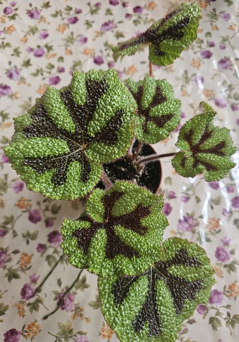 Обалденная бегония