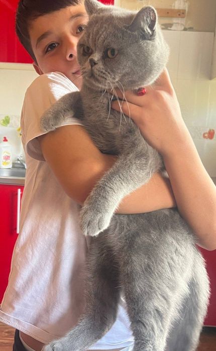 2 та Мушук скотиш сотилади