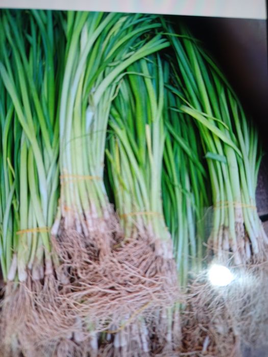 Предлагам разсад праз