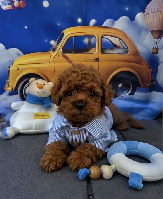 Пудел той Poodle toy с родословие  генетични тестове на родитерите Момче