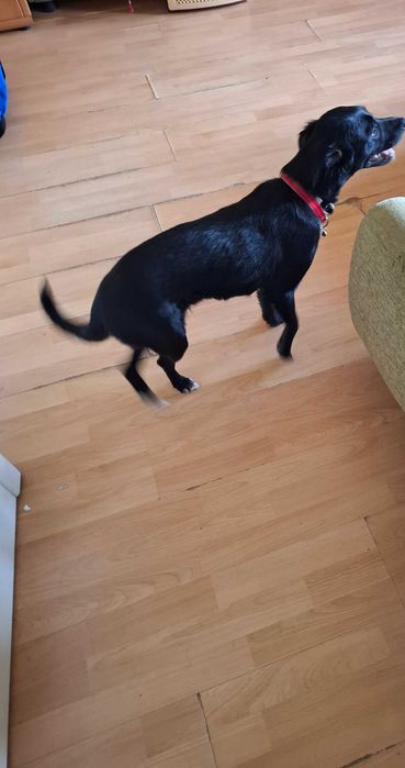 Подарява се,много мила и люблеобилна