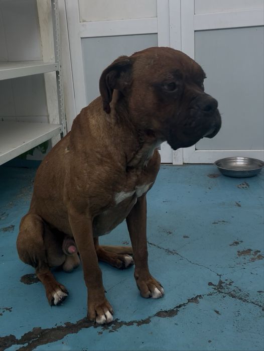 Боксер немецкий кобель