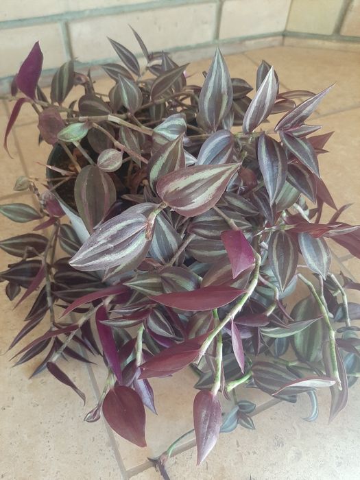 Комнатные растения разные