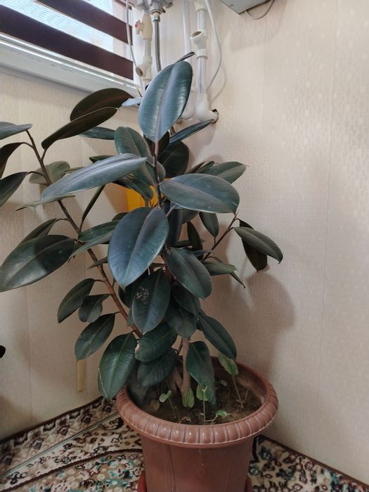 Gul sotiladi narxi 300000 so'm