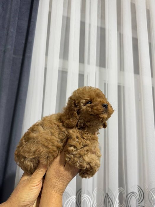 Продаётся  мини пуделья мальчики