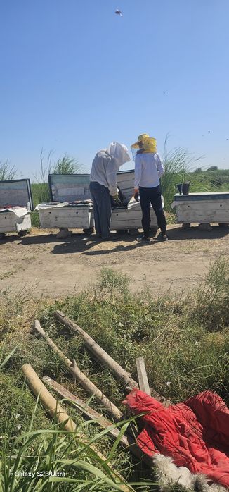 Toza tabiy asal tog' Paxta