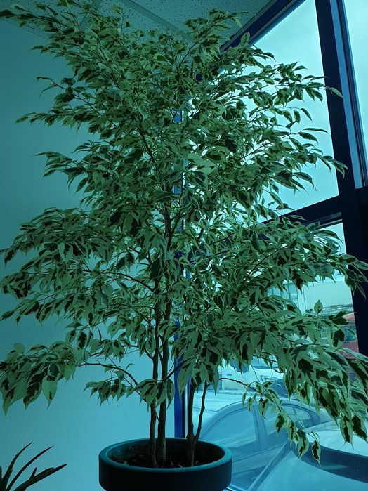 Ficus Benjamin Variegata