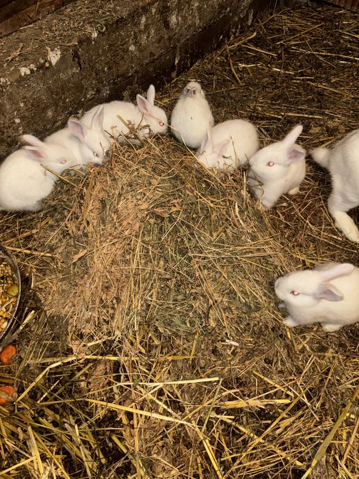 Vând toți iepuri mici