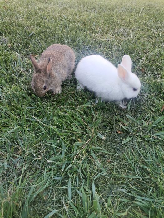 De vanzare iepuri pitici
