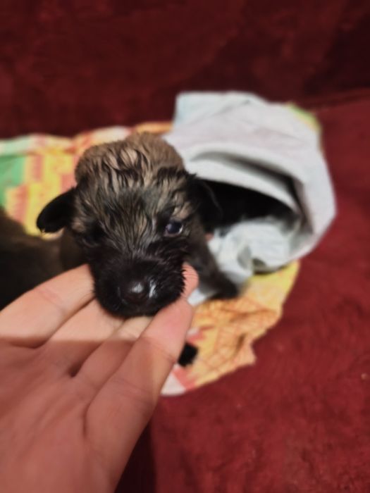 Отдам щенков в любищие руки