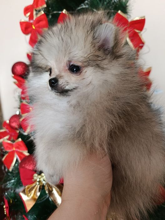 Щенки шпица мини