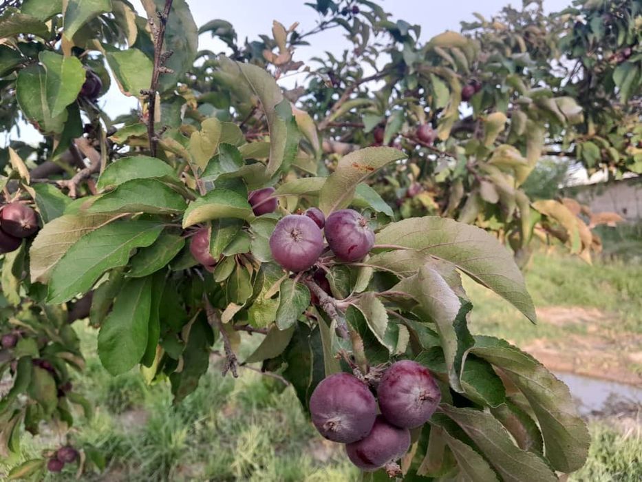 Фазенда в предгориах Казгуртских гор
