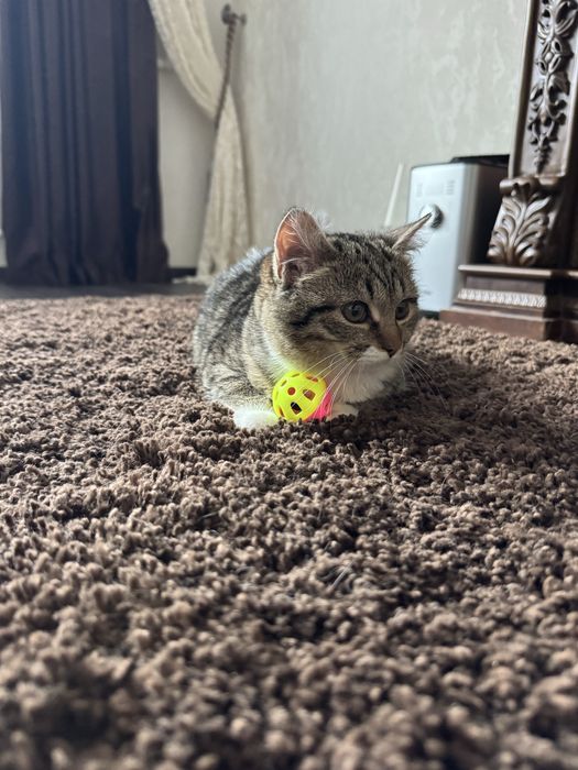 Дарю кошечку.