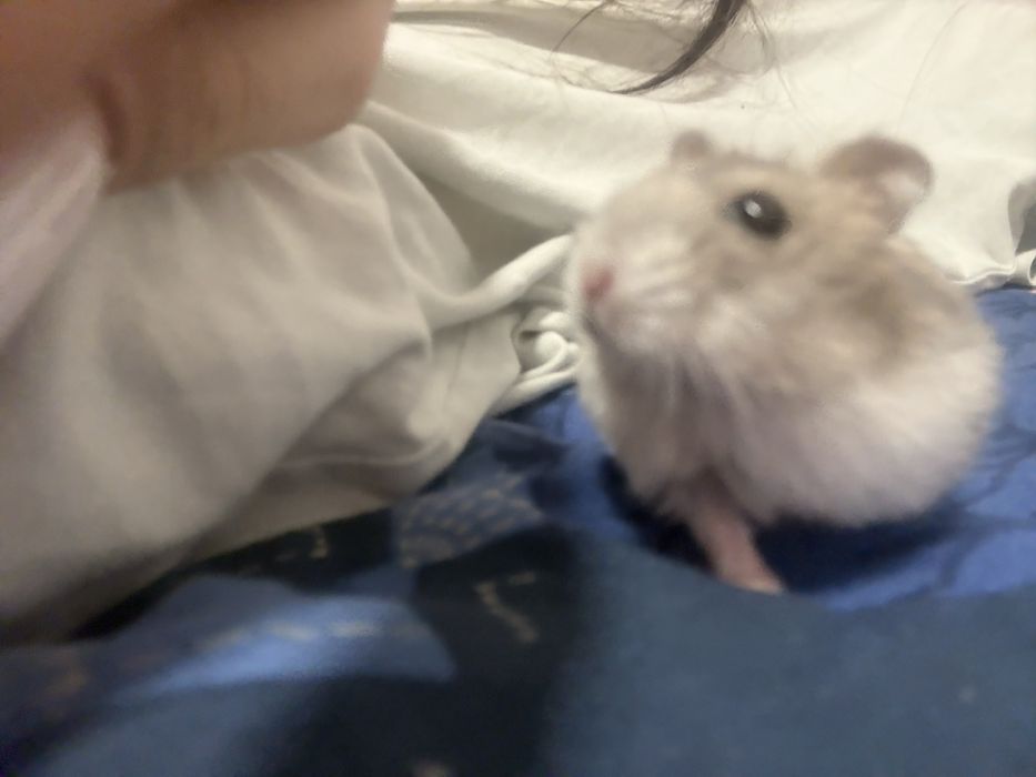Donez hamster siberian - 3 luni