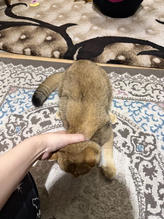 Продается золотистая шиншила