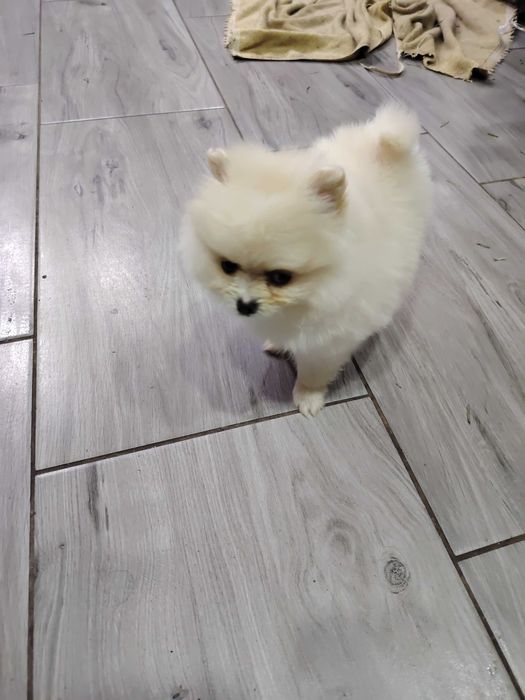 Pomeranian fetita toy