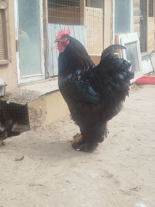 Кохинхин петух кохинхин