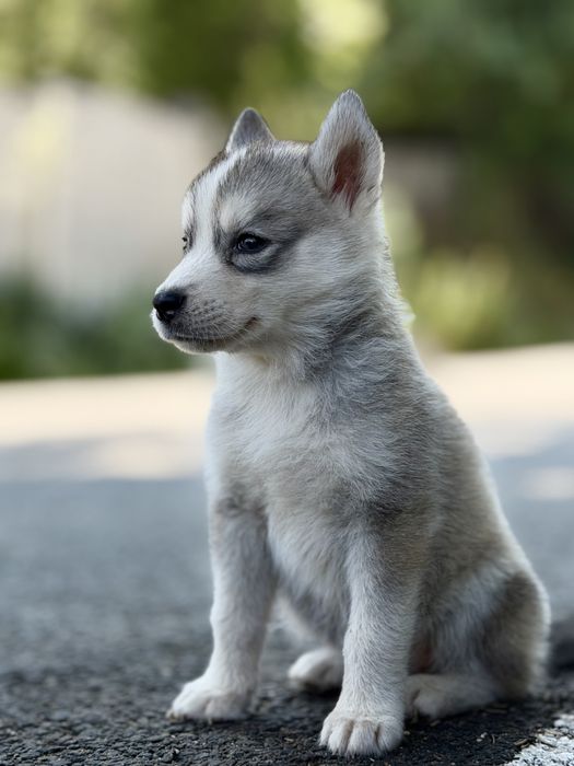 Pui femela rasa husky siberian!