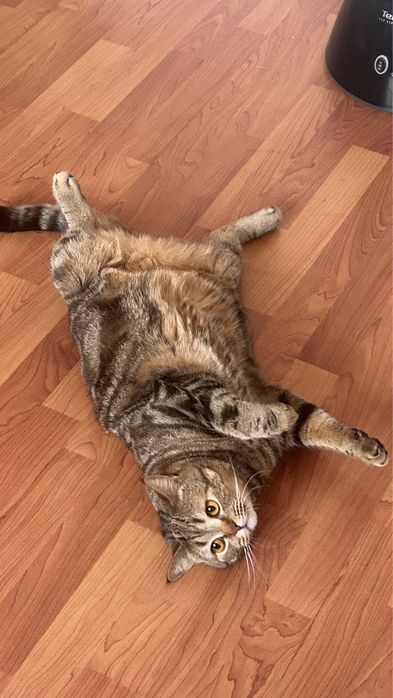 Отдам кота(скоттиш-страйт) в добрые ручки