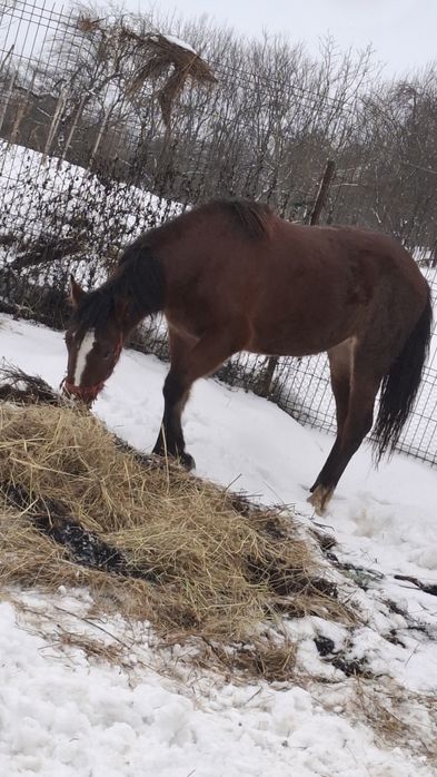Vând mânza de 1 an și jumătate !!!