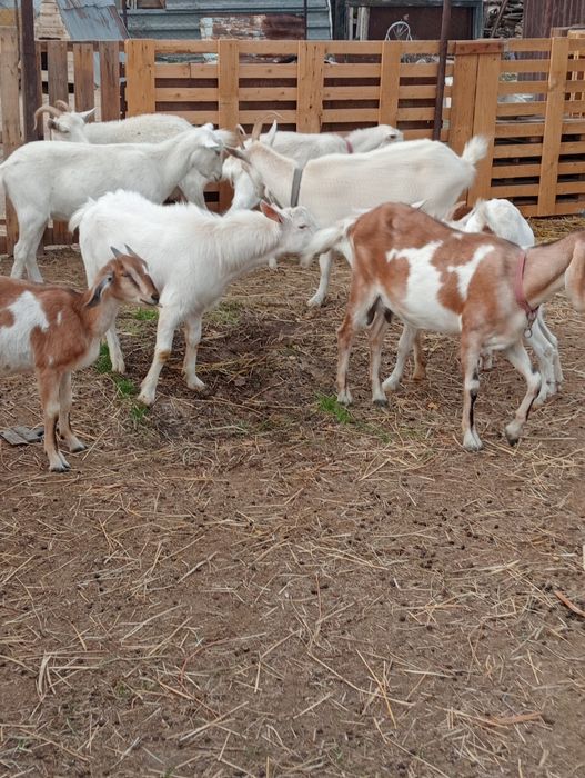 Сауын ешкілер сатылады