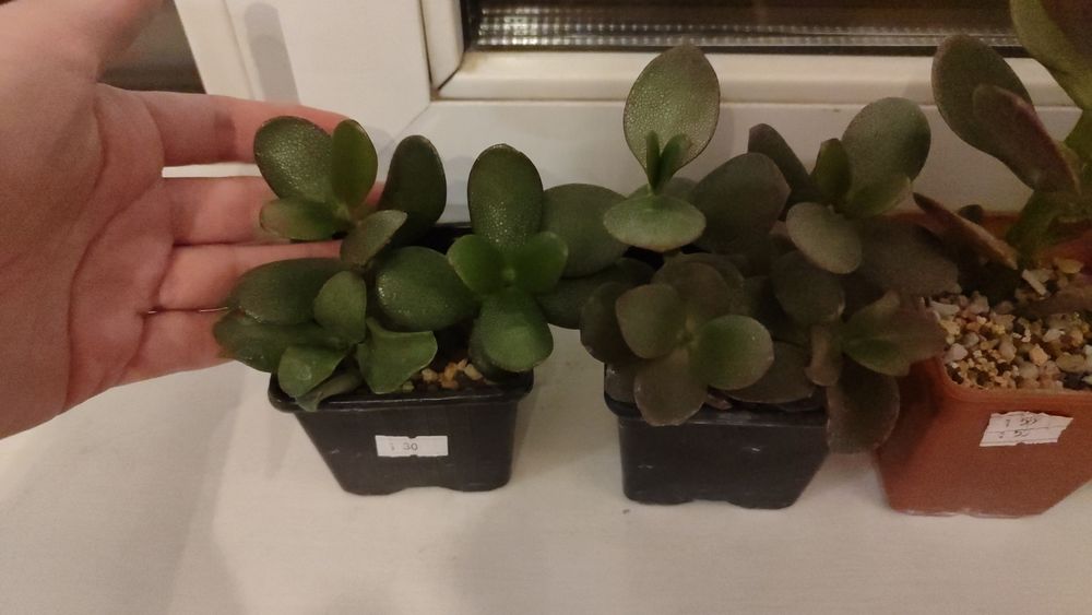 Крассула овата "денежное дерево"