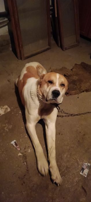 Таза алабай 1жасар