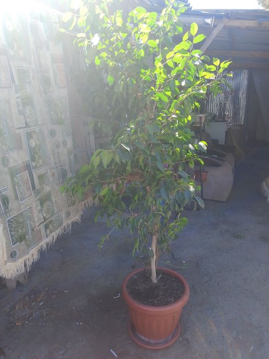 Продам большой фикус
