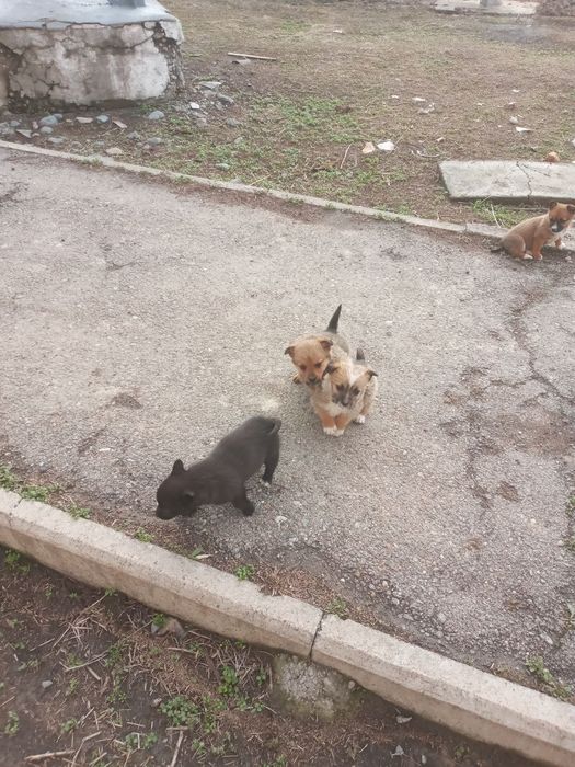 Отдам щенков (девочки) в добрые руки