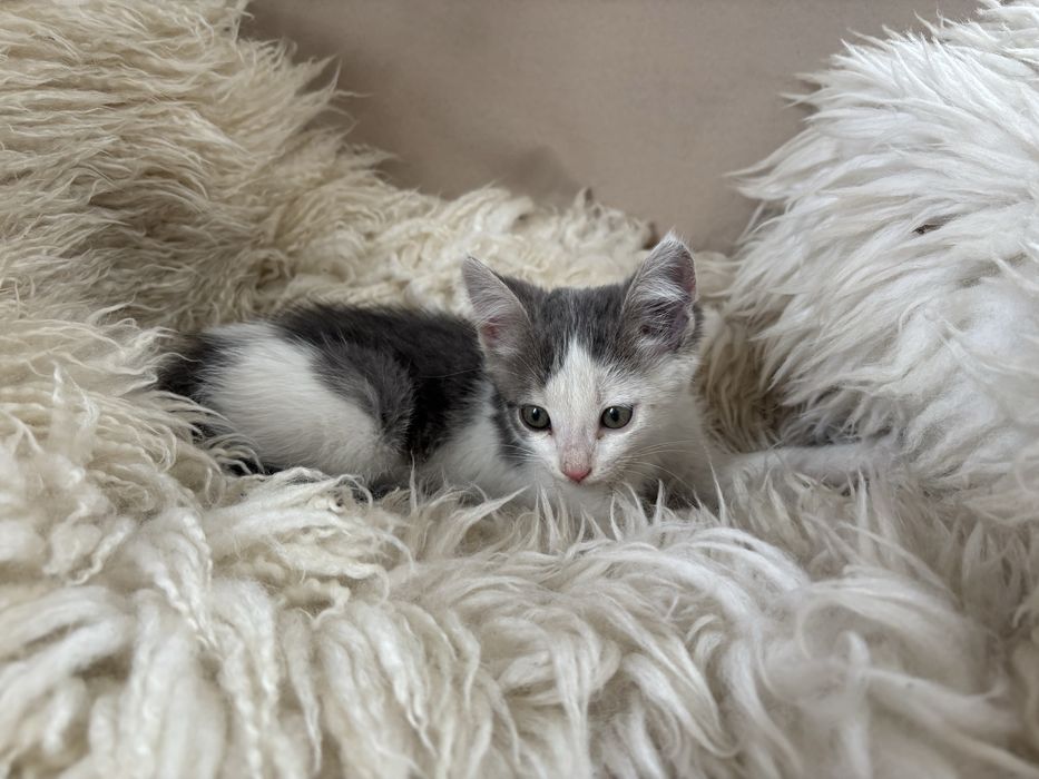 Ласковый котенок в добрые руки