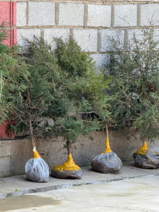 Елка саженец самовывоз