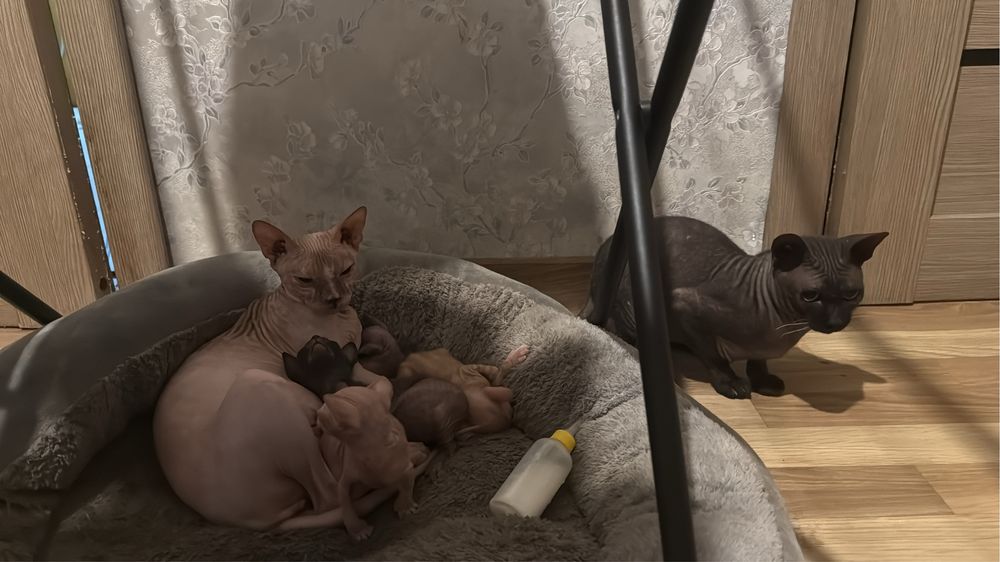 Продам котят Донского сфинкса
