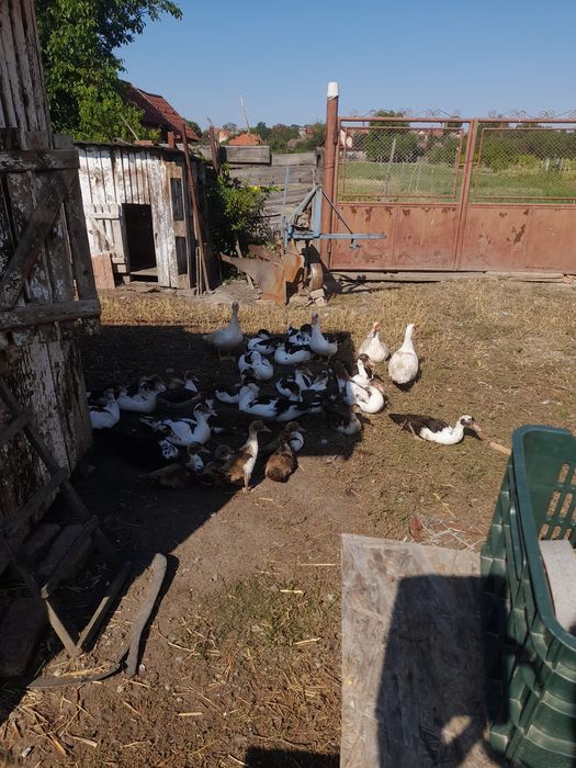 Rațe mute, antre 15- 40 lei.     Sunt 50 bucati