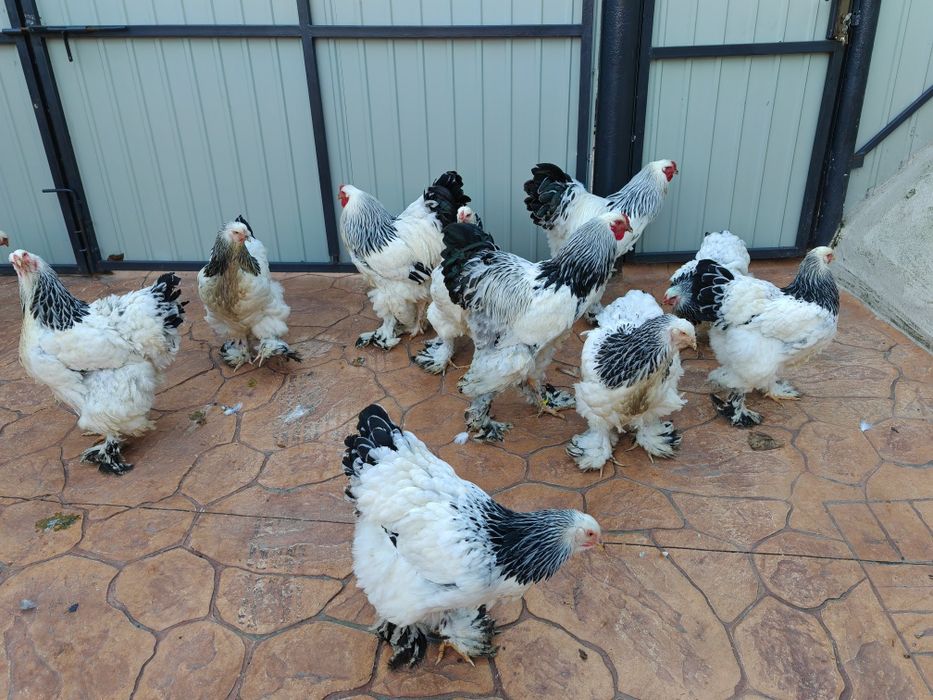 Vind oua ptr incubat