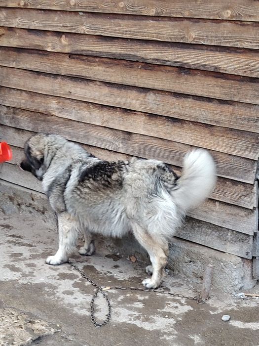 Catei in cautare de noi proprietari